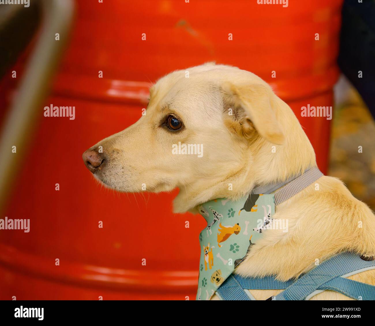 Un cane carino che indossa un'imbracatura blu Foto Stock