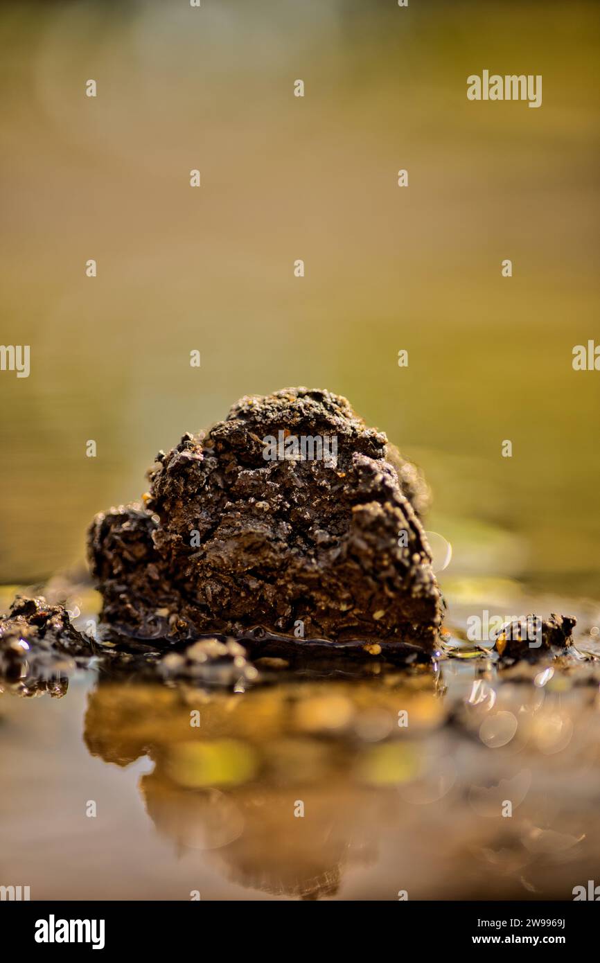 Un primo piano di una grande roccia immersa in acqua torbida Foto Stock