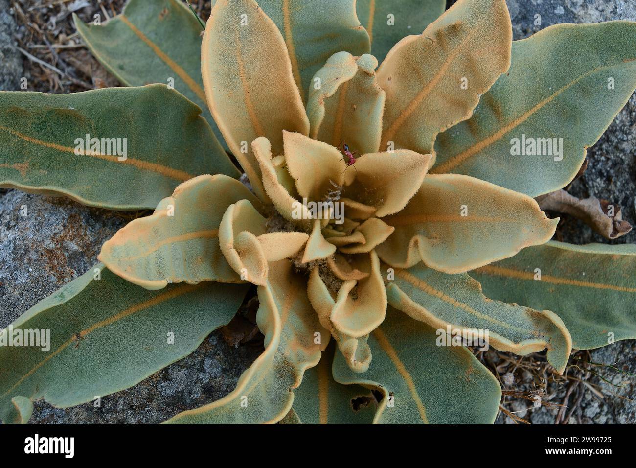 Verbascum thapsus, mullein più grande Foto Stock