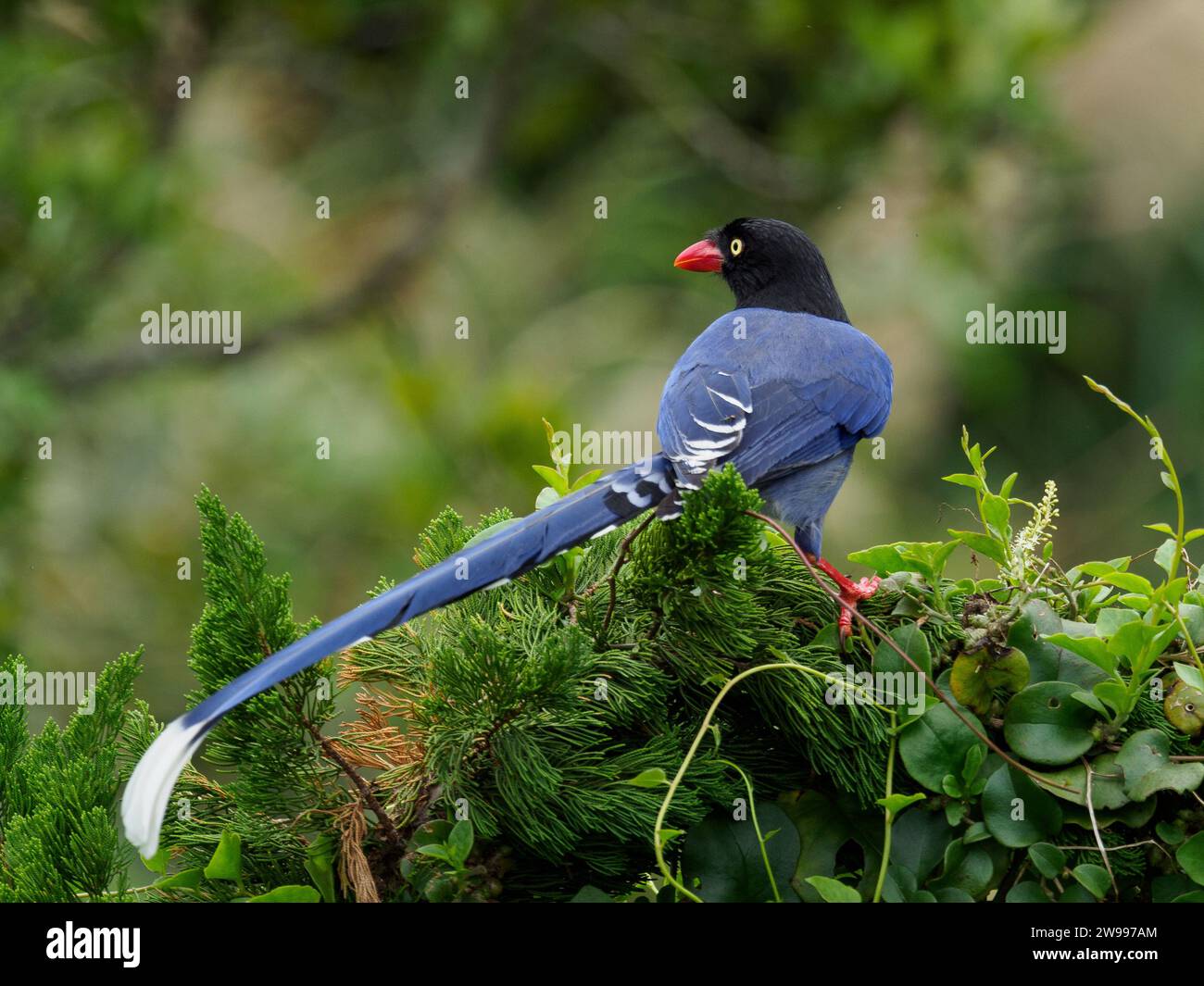 Taiwan Blue Magpie (Urocissa caerulea), un uccello endemico di Taiwan che si arrocca sulla cima di un albero da ping Foto Stock