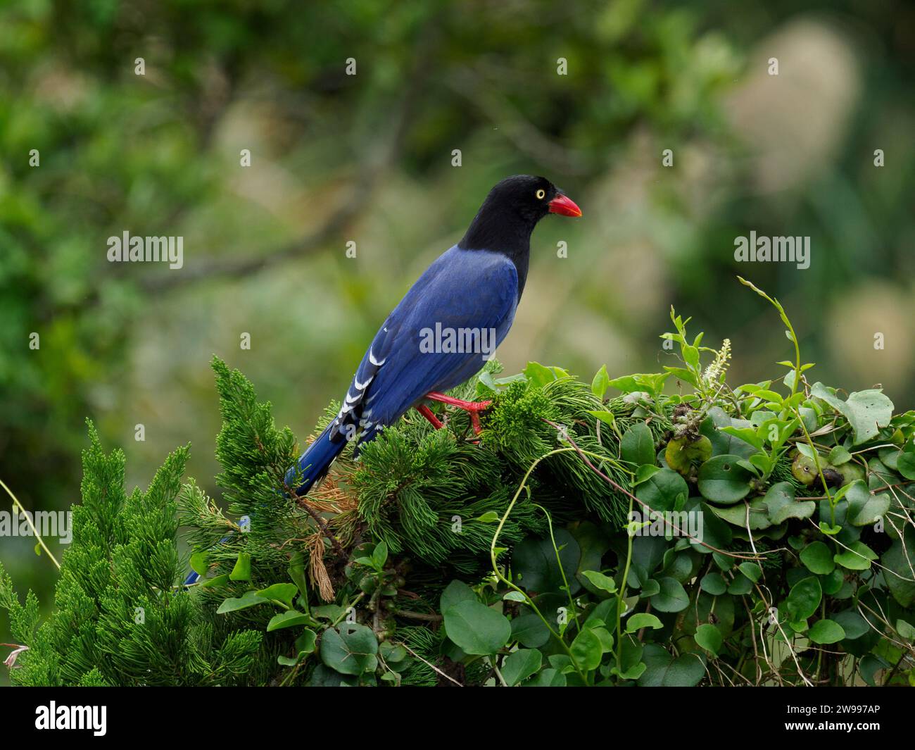 Taiwan Blue Magpie (Urocissa caerulea), un uccello endemico di Taiwan che si arrocca sulla cima di un albero da ping Foto Stock