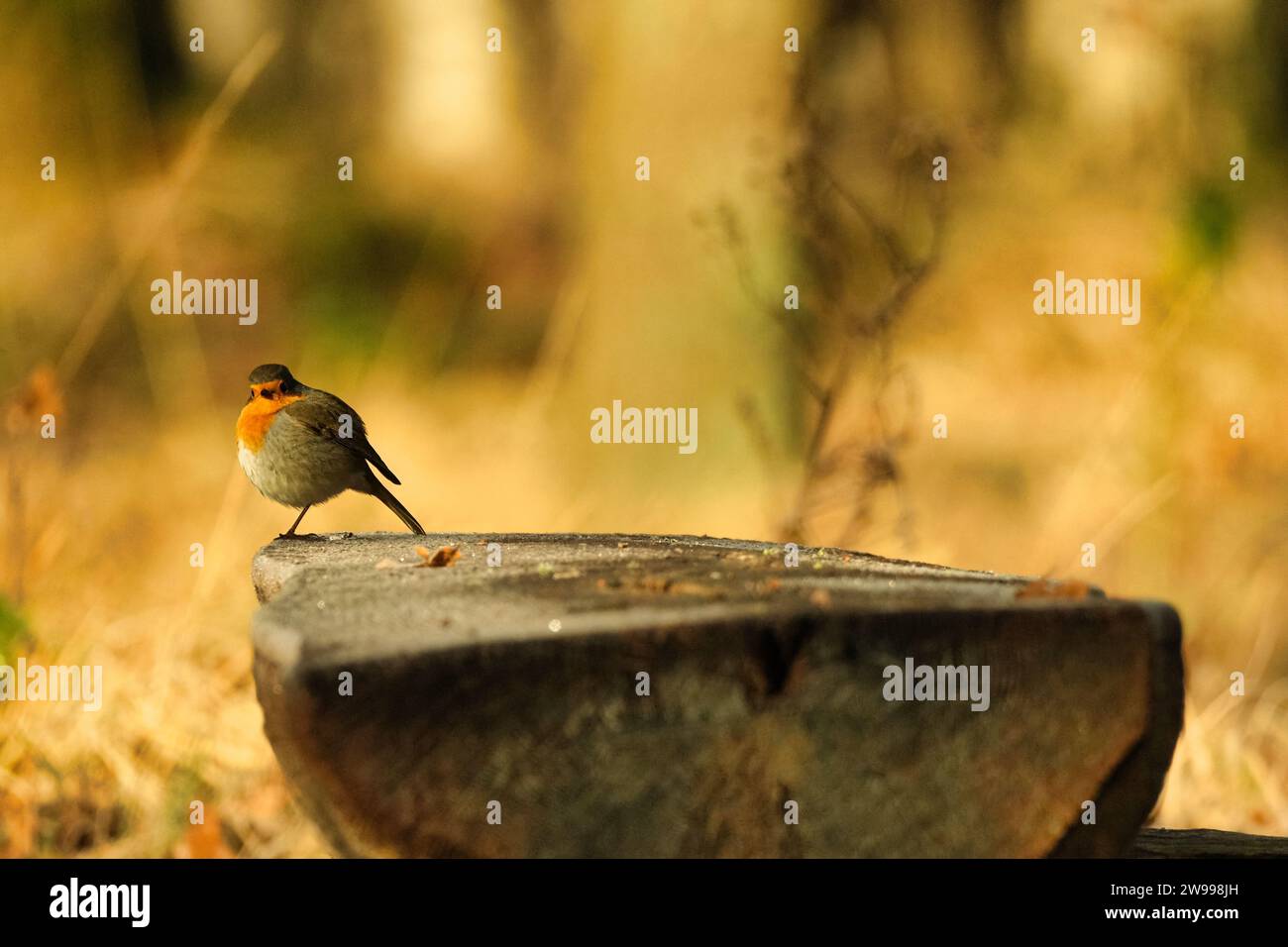 Un robin europeo (erithacus rubecula o Rotkehlchen) siede su una panchina della foresta guardando la telecamera Foto Stock