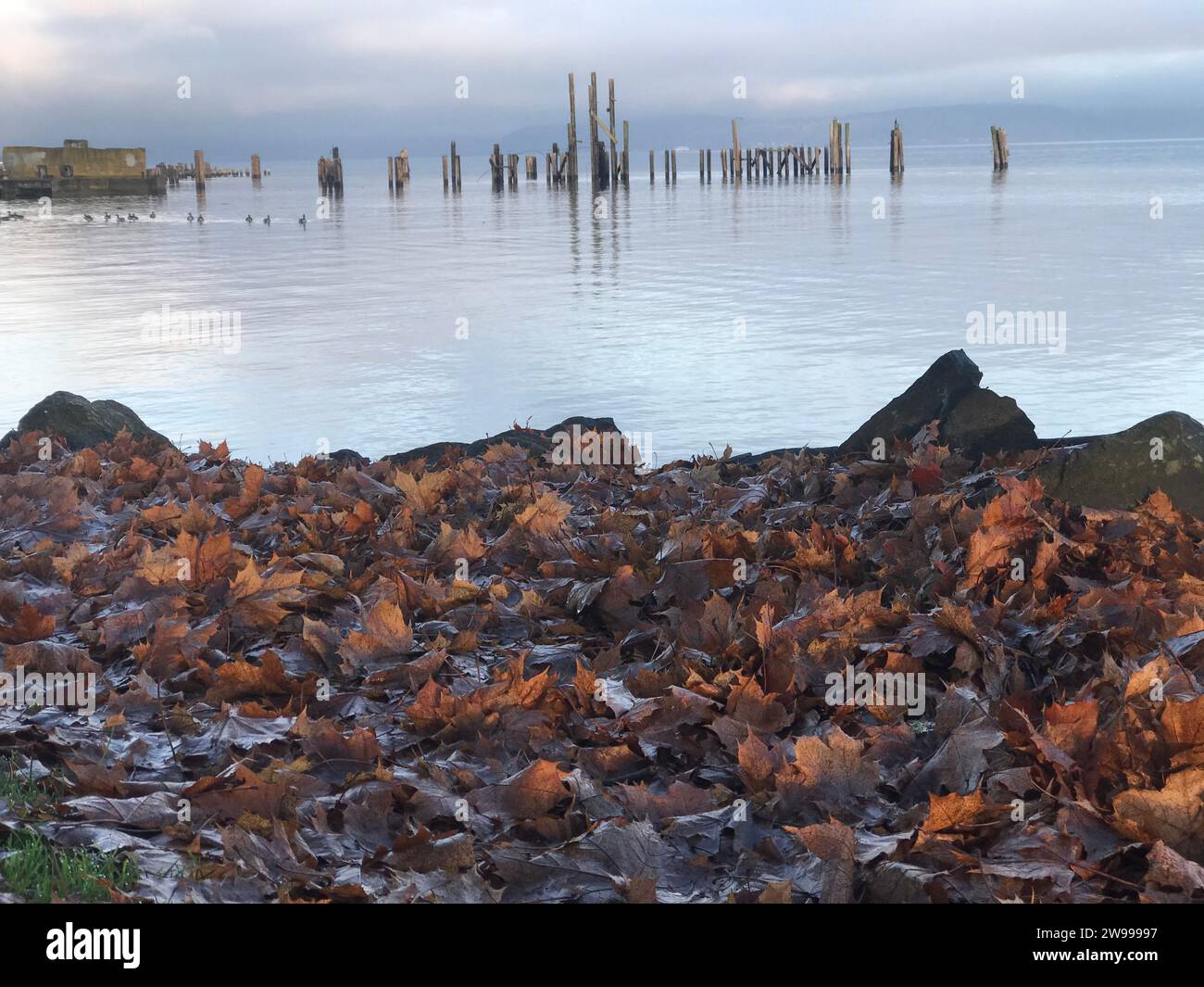 Una spiaggia idilliaca a Seattle, Washington, con anatra e foglie cadute secche sparse lungo il litorale Foto Stock