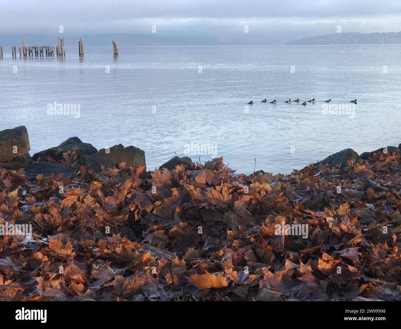 Una spiaggia idilliaca a Seattle, Washington, con anatra e foglie cadute secche sparse lungo il litorale Foto Stock