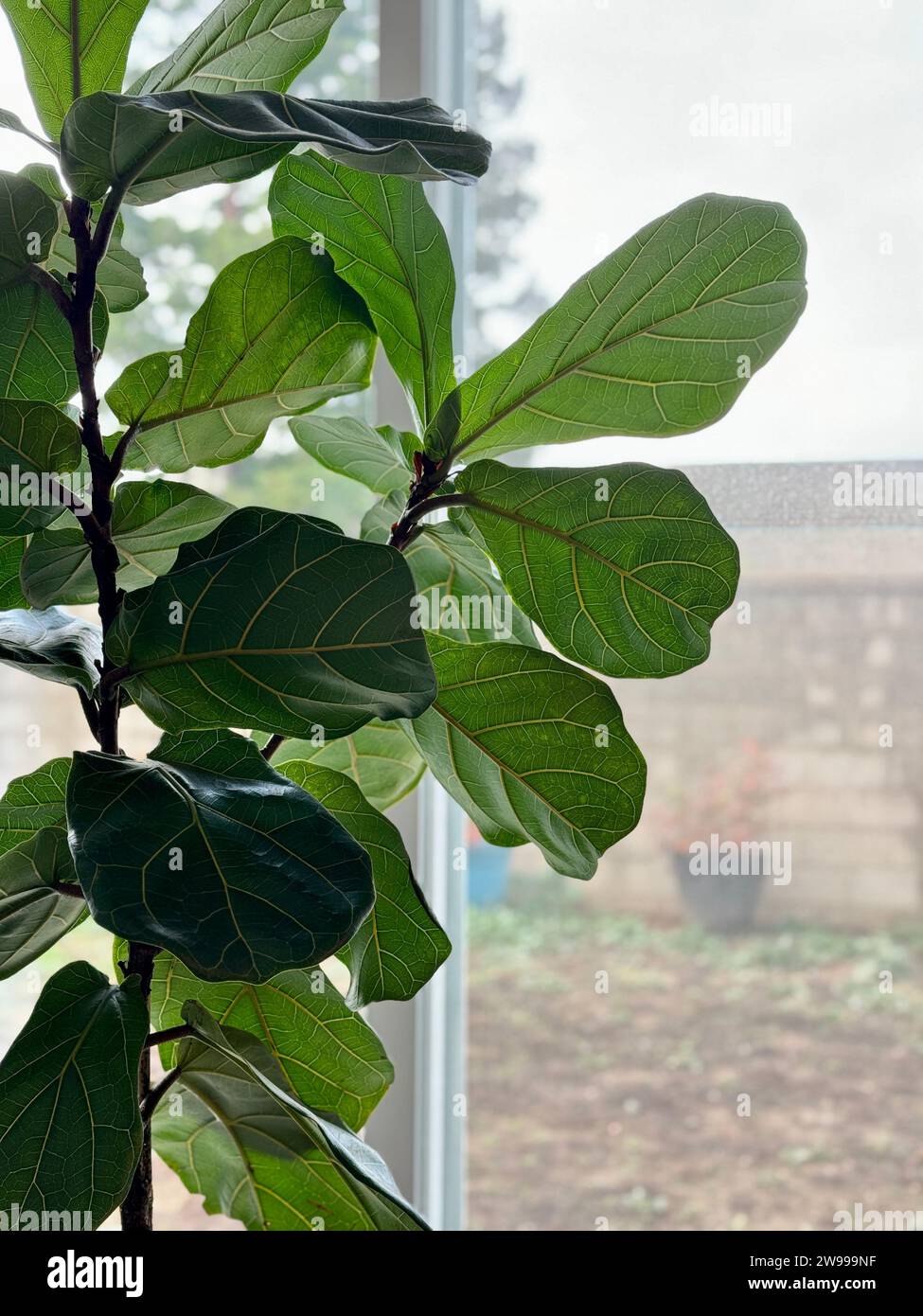 Primo piano di un fico a foglia di violino, Ficus lyrata Foto Stock