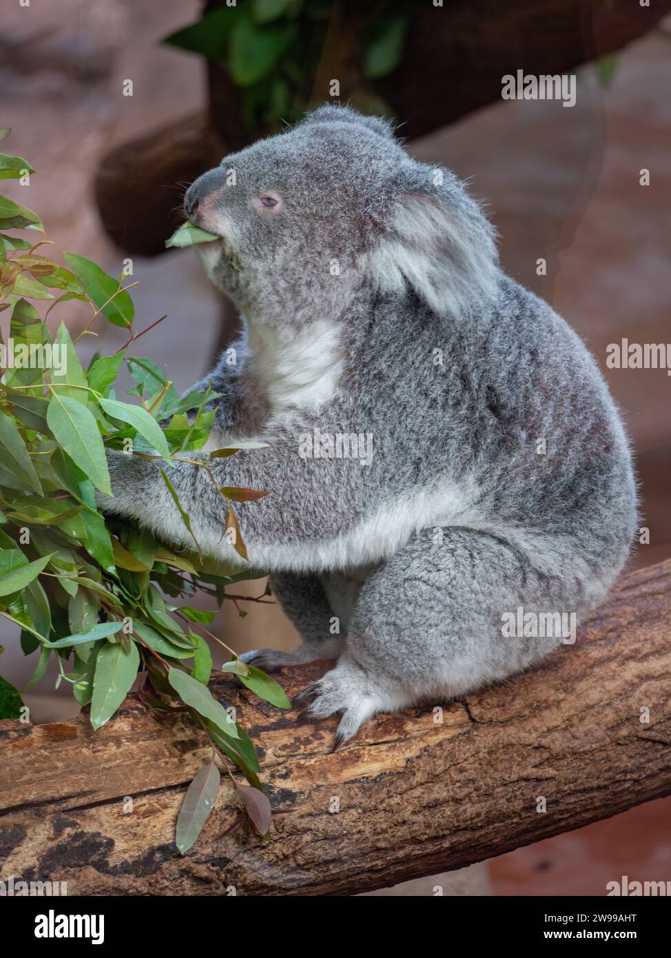Un koala arroccato sulla cima di un albero, mentre sgranocchiava le foglie in uno zoo Foto Stock