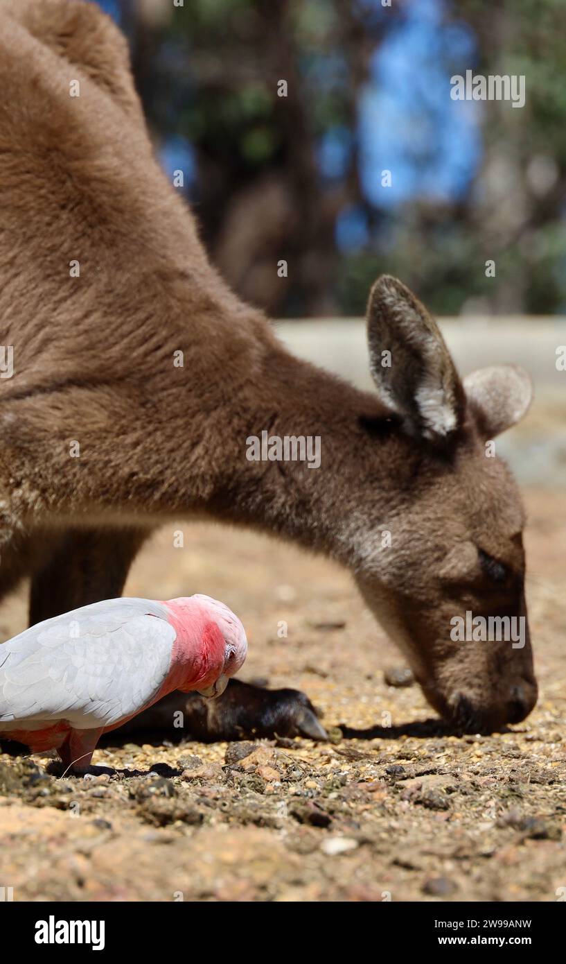 Un canguro rosso interagisce con un uccello in un ambiente naturale all'aperto Foto Stock