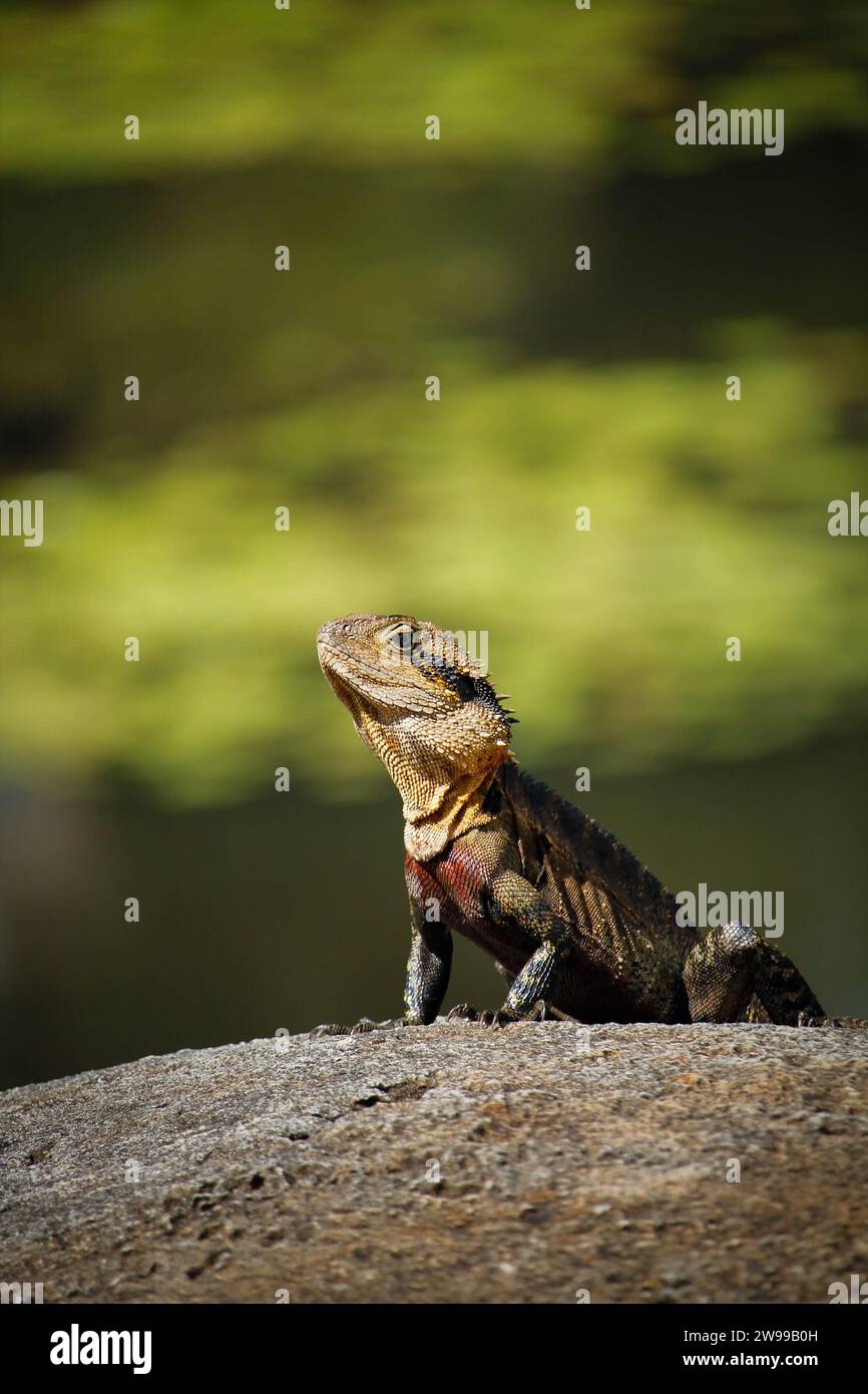 Una lucertola verde è arroccata su una pietra grigia, crogiolandosi al sole da un tranquillo lago blu Foto Stock