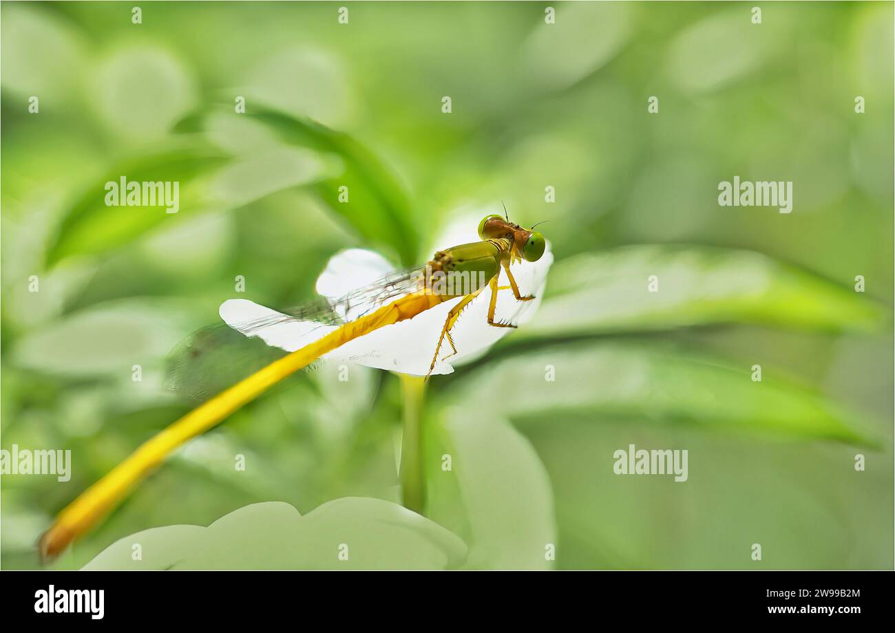 Una vibrante libellula si trova arroccata sul bordo di un gruppo di fiori colorati, le sue delicate ali illuminate dalla luce del sole Foto Stock