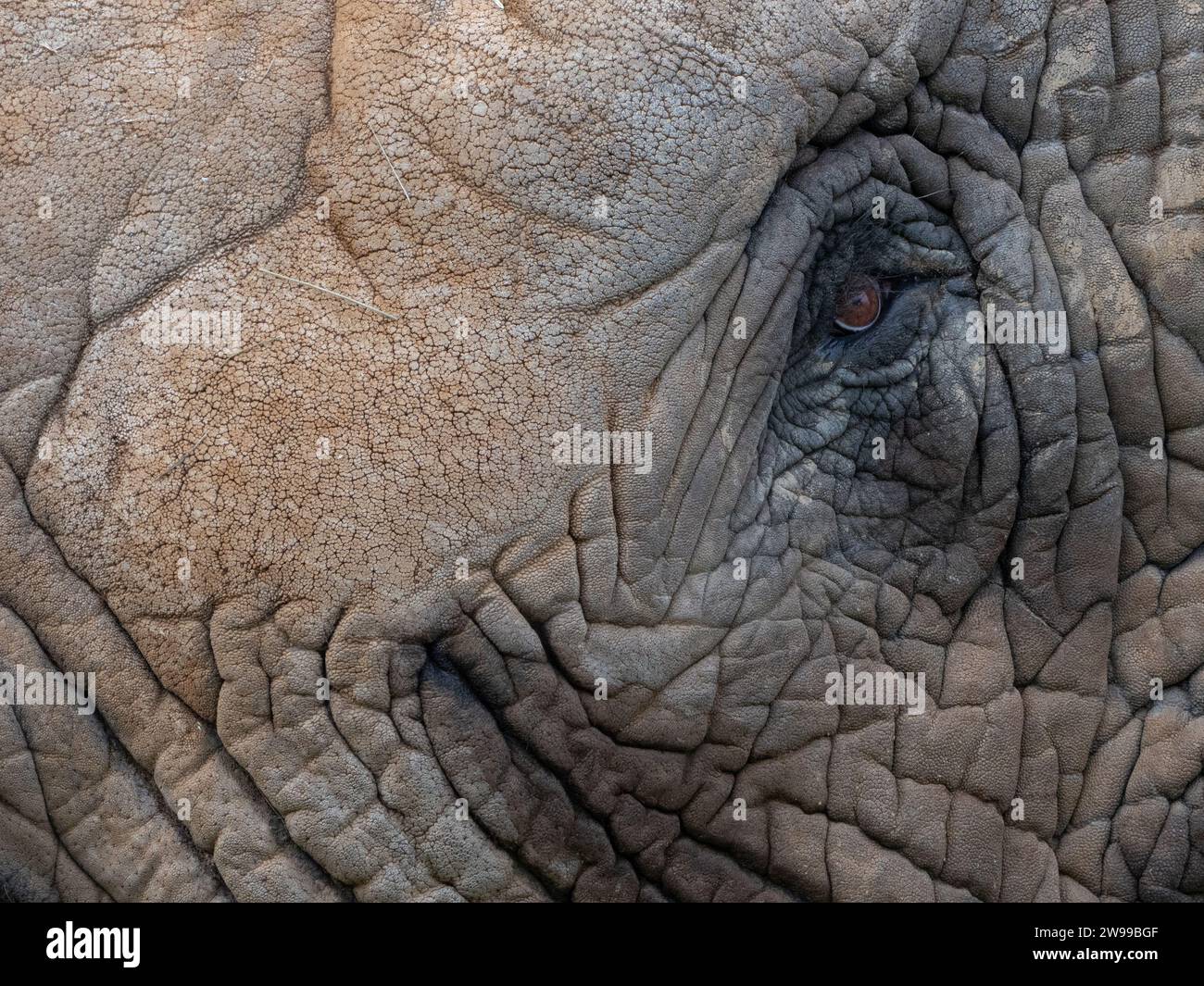 Un primo piano dell'occhio di un elefante africano con la pelle rugosa Foto Stock