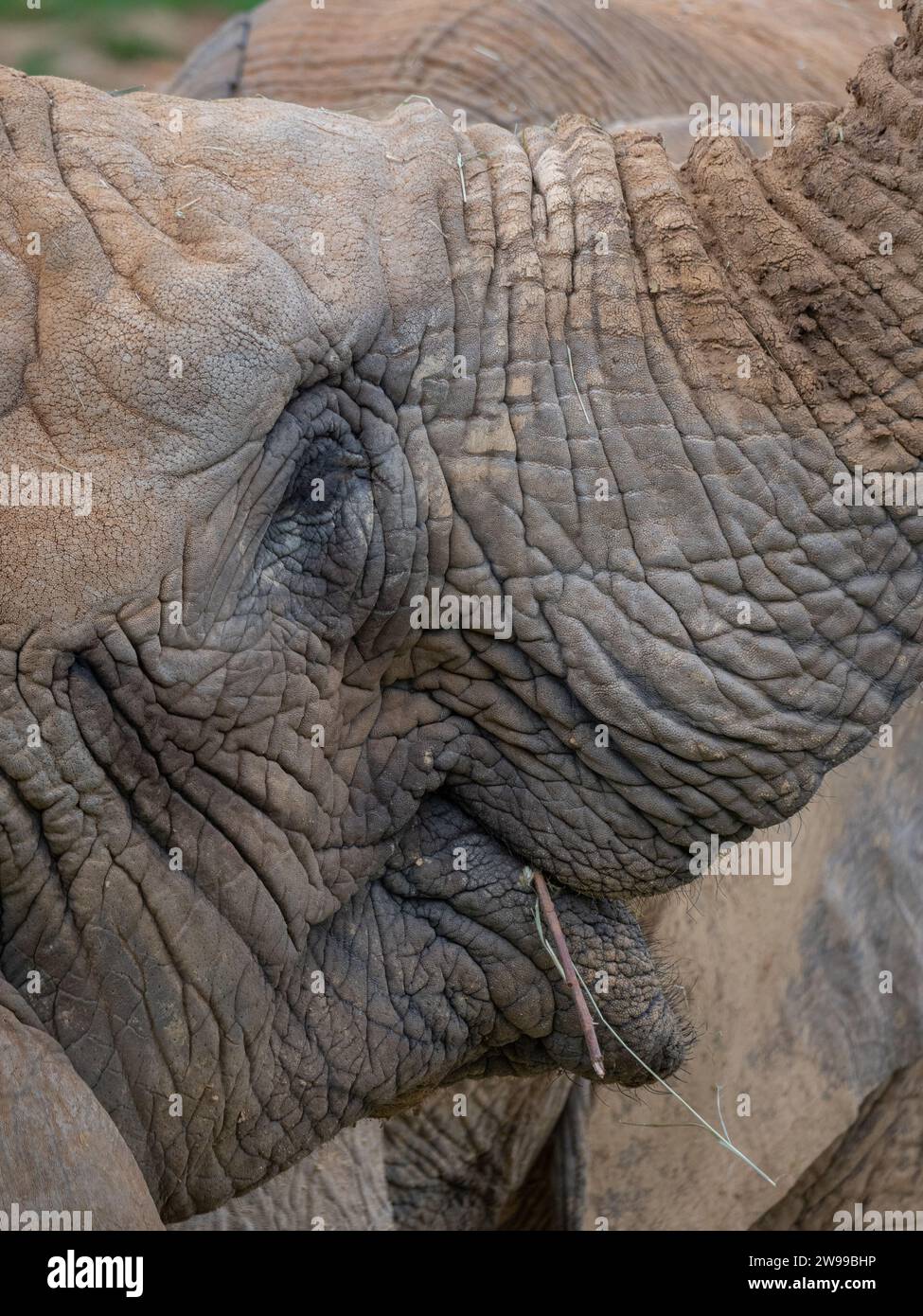 Un primo piano dell'occhio di un elefante africano con la pelle rugosa Foto Stock