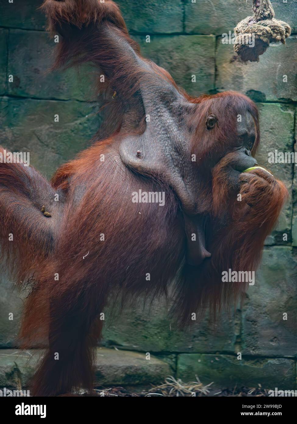 Un grande orango con un pezzo di cibo raffigurato nello zoo. Francia Foto Stock