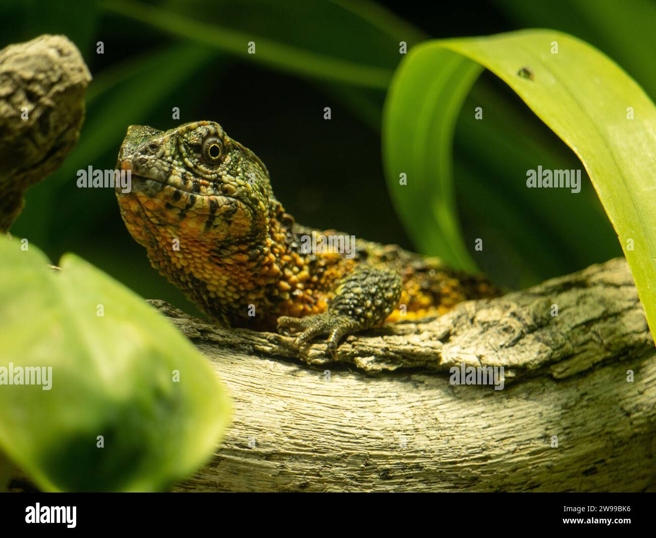 Un primo piano di una lucertola di coccodrillo cinese su un ramo Foto Stock