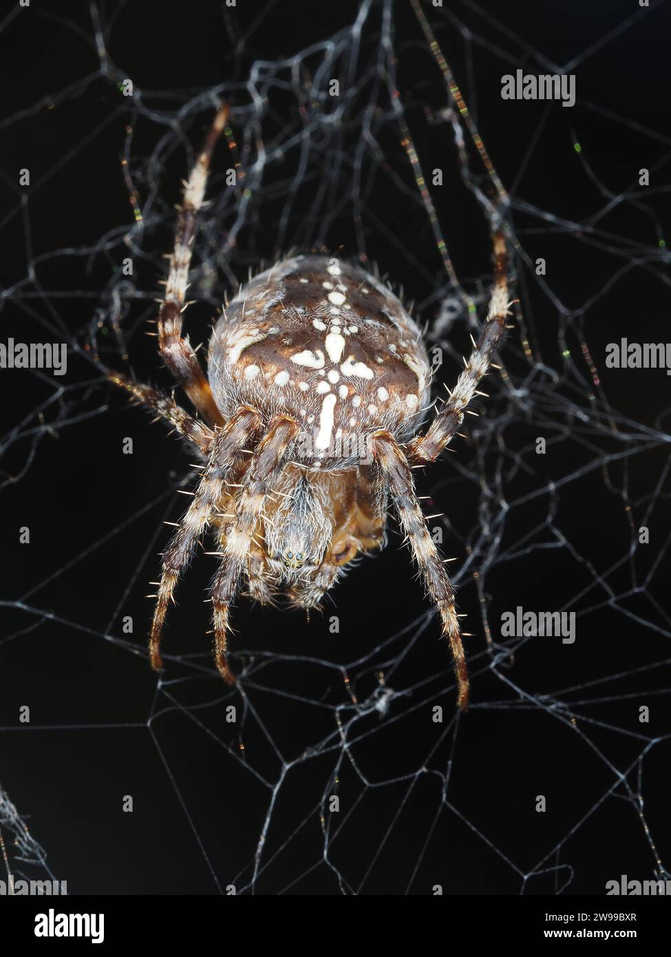 Spider identificato come cross orbweaver - Araneus diadematus - visto nello stato di Washington, USA: spider macro Photography Foto Stock