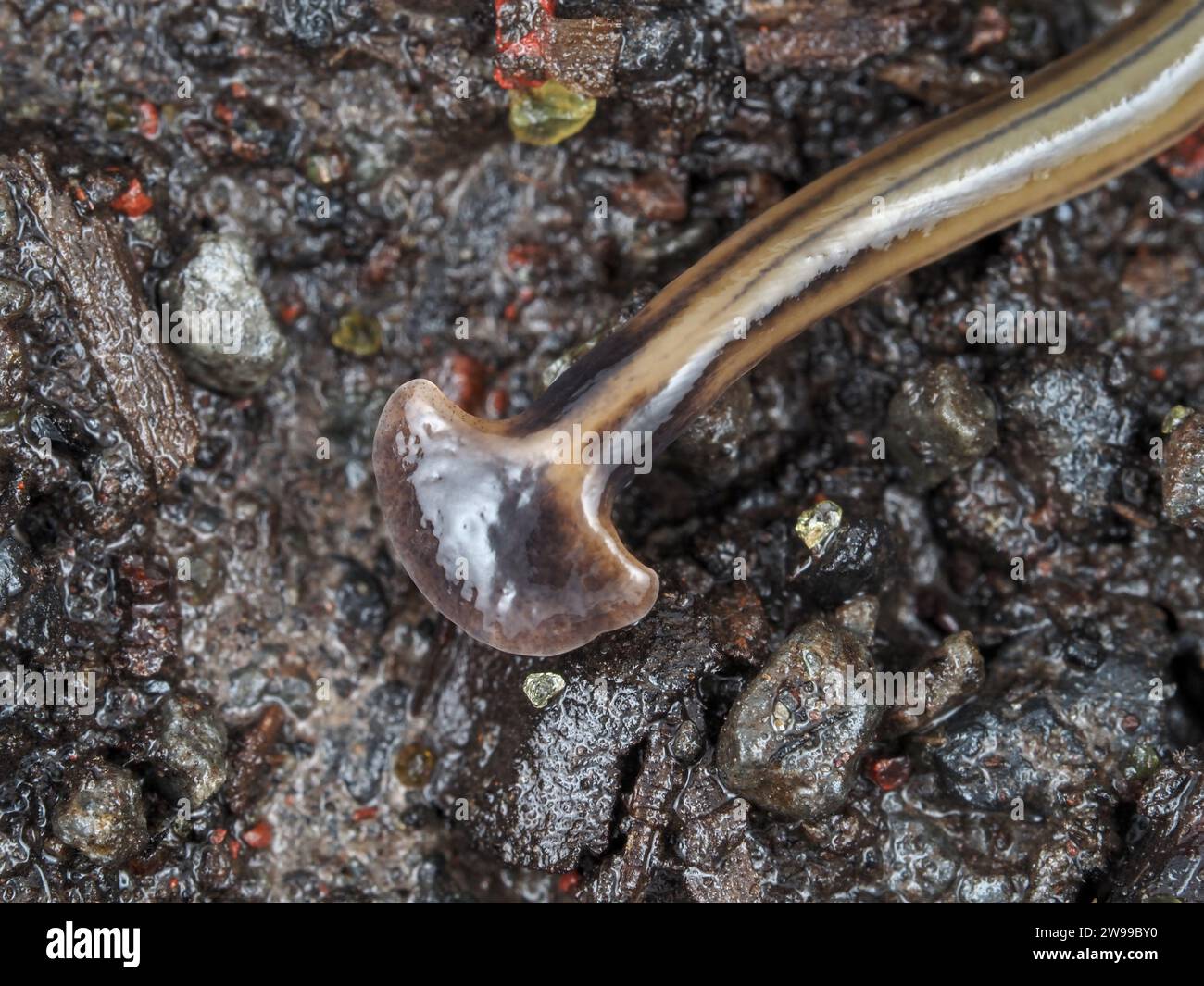 Verme planare di Big Island, Hawaii, identificato come Bipalium kewense - verme da giardino con testa a pala Foto Stock