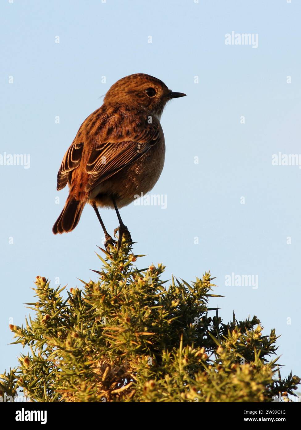 Stonechat (Saxicola rubicola) Foto Stock