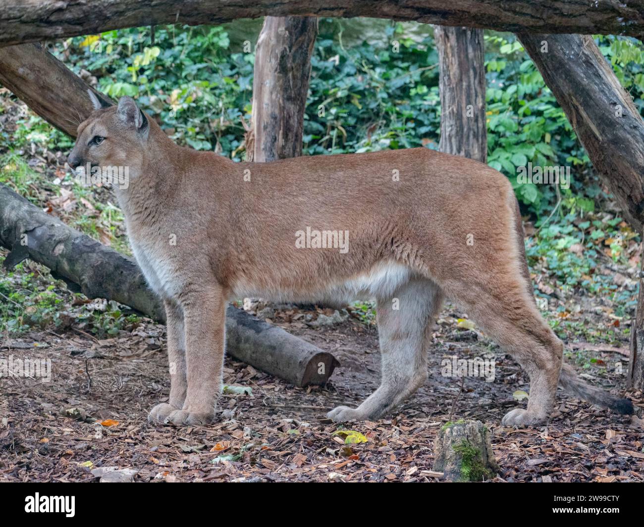 Un puma allo zoo Beauval in Francia Foto Stock