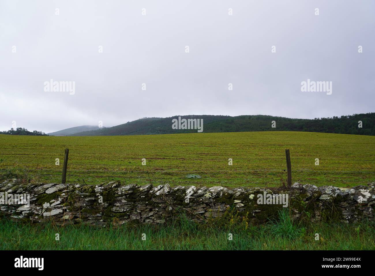 Un paesaggio idilliaco caratterizzato da un lussureggiante campo verde adiacente a una recinzione metallica in Alentejo, Portogallo Foto Stock