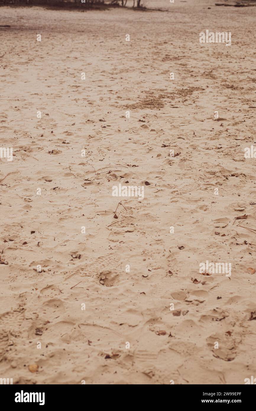 La foresta di Fontainebleau, con un paesaggio pittoresco con sabbia dorata Foto Stock