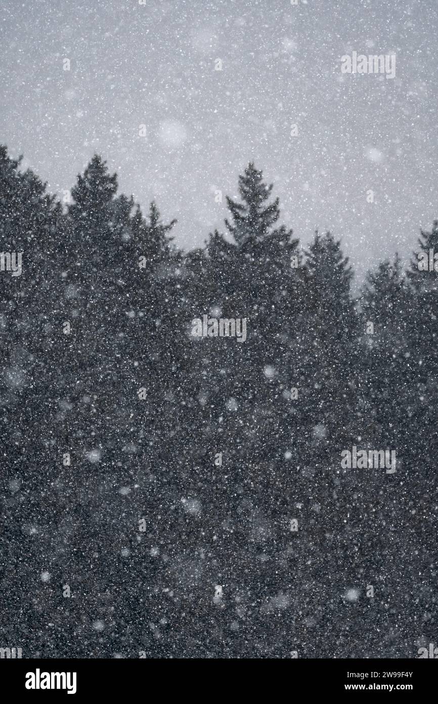 Nevicate intense e pesanti in una foresta di conifere in una buia giornata invernale, atmosfera lunatica, spazio copiato, spazio negativo, effetto testurizzato Foto Stock