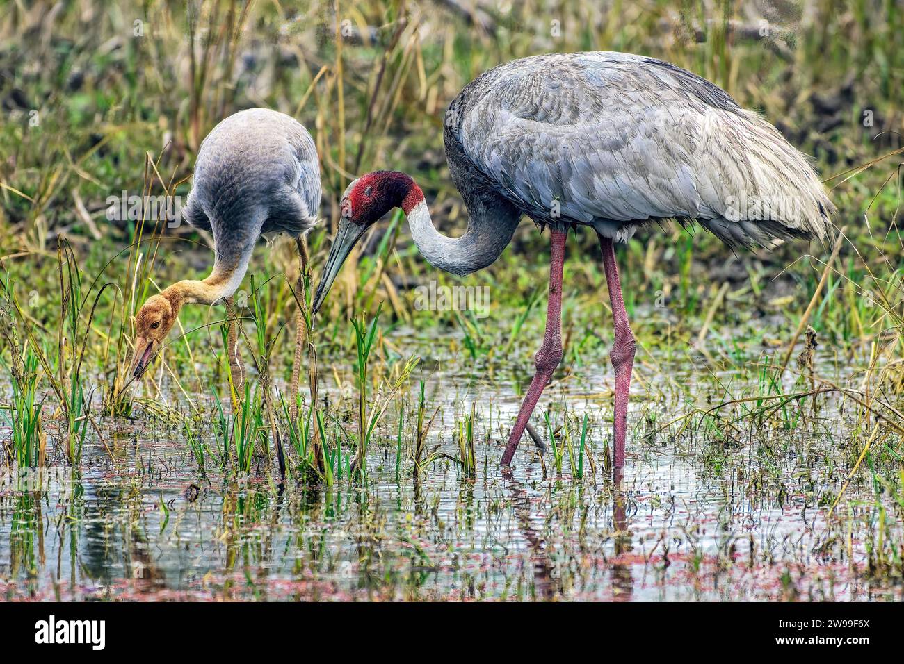 Le due gru sarus che si stendono in un corpo d'acqua poco profondo circondato da un'erba alta. Bharatpur, India Foto Stock