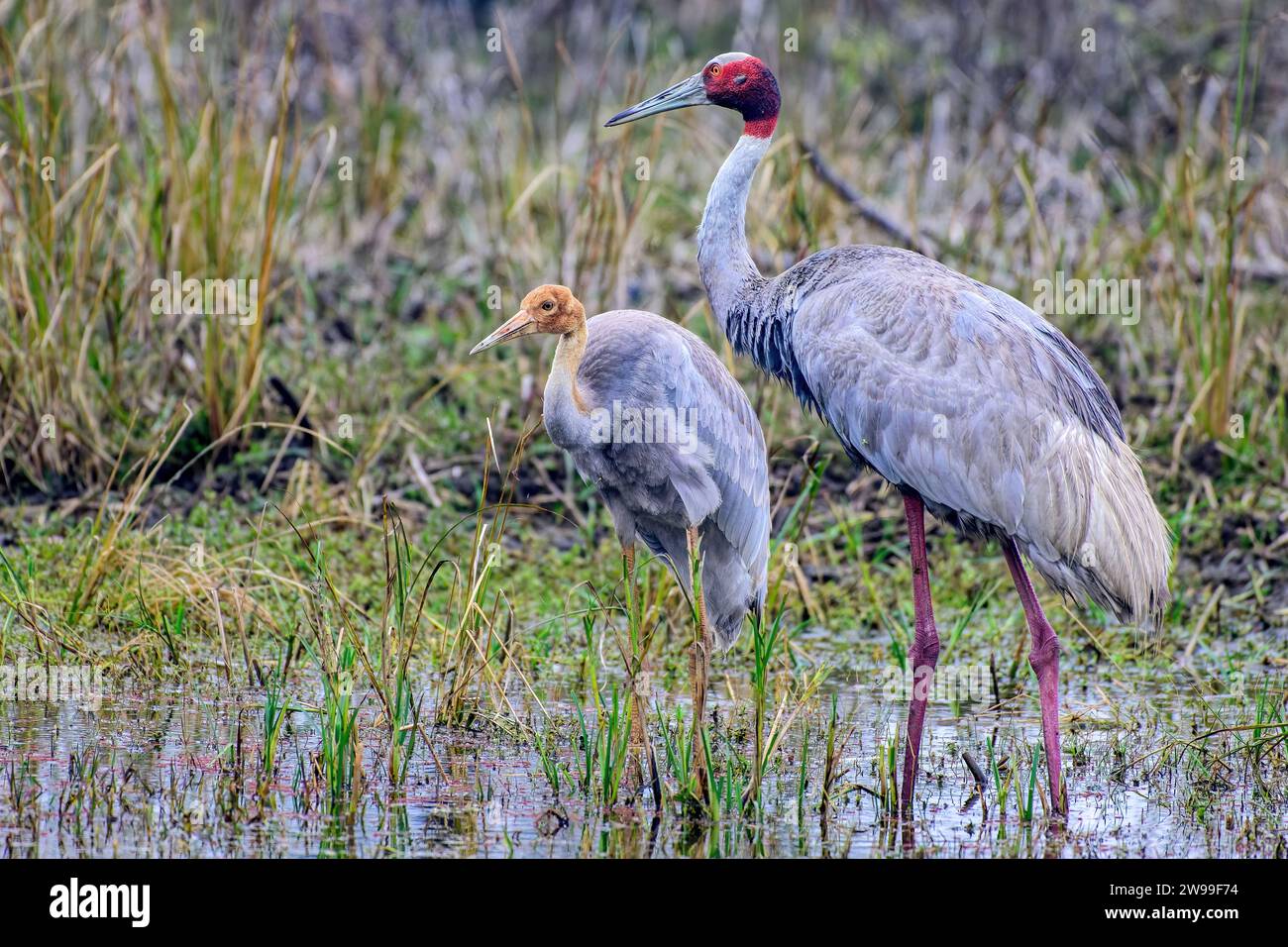 Le due gru sarus che si stendono in un corpo d'acqua poco profondo circondato da un'erba alta. Bharatpur, India Foto Stock