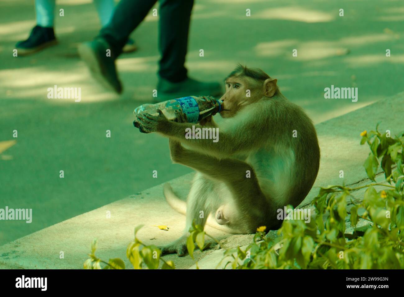 Una piccola scimmia che assaggia una coca e si diverte Foto Stock