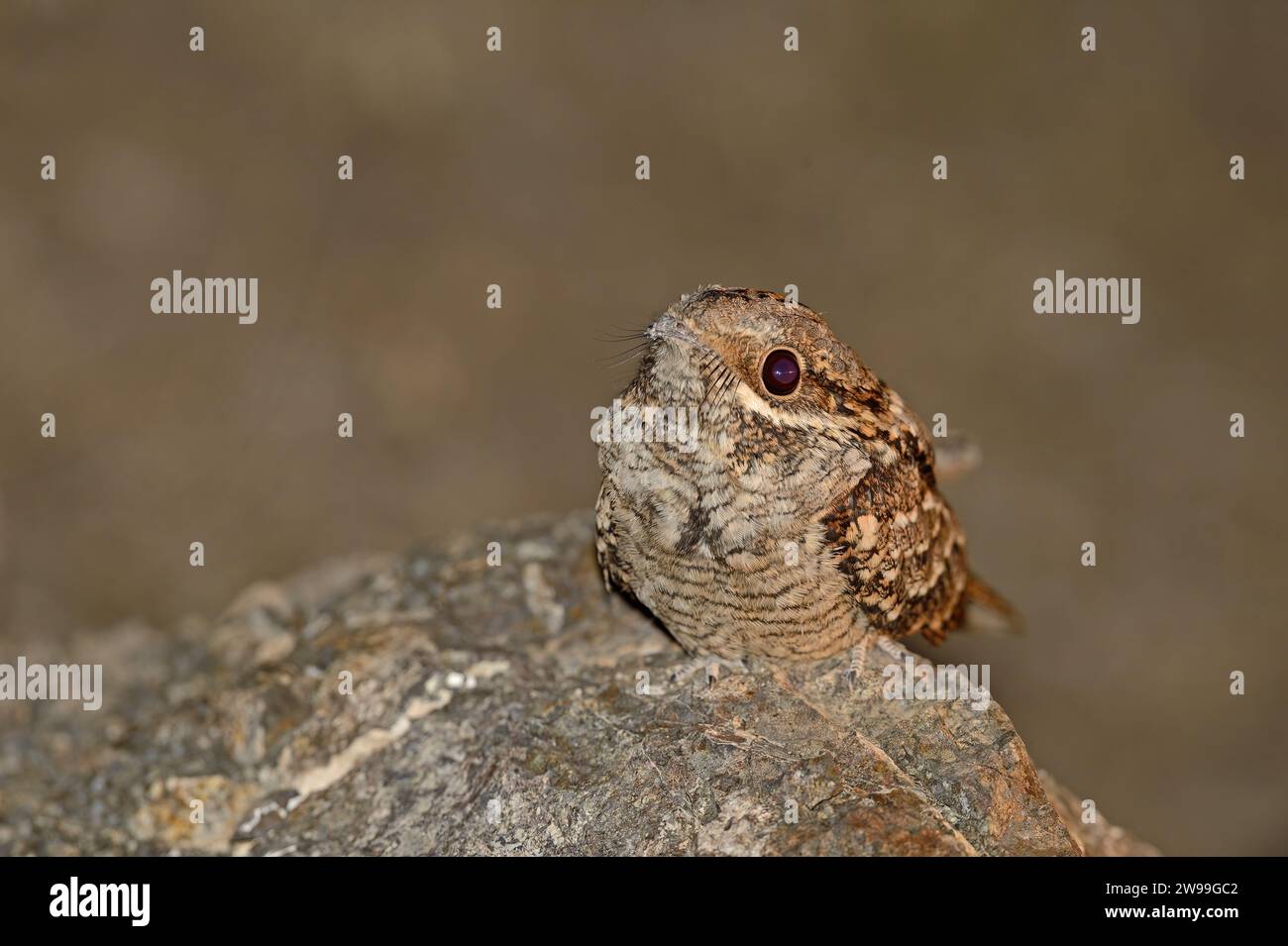 European Nightjar, Caprimulgus europaeus sulla roccia notturna. Foto Stock