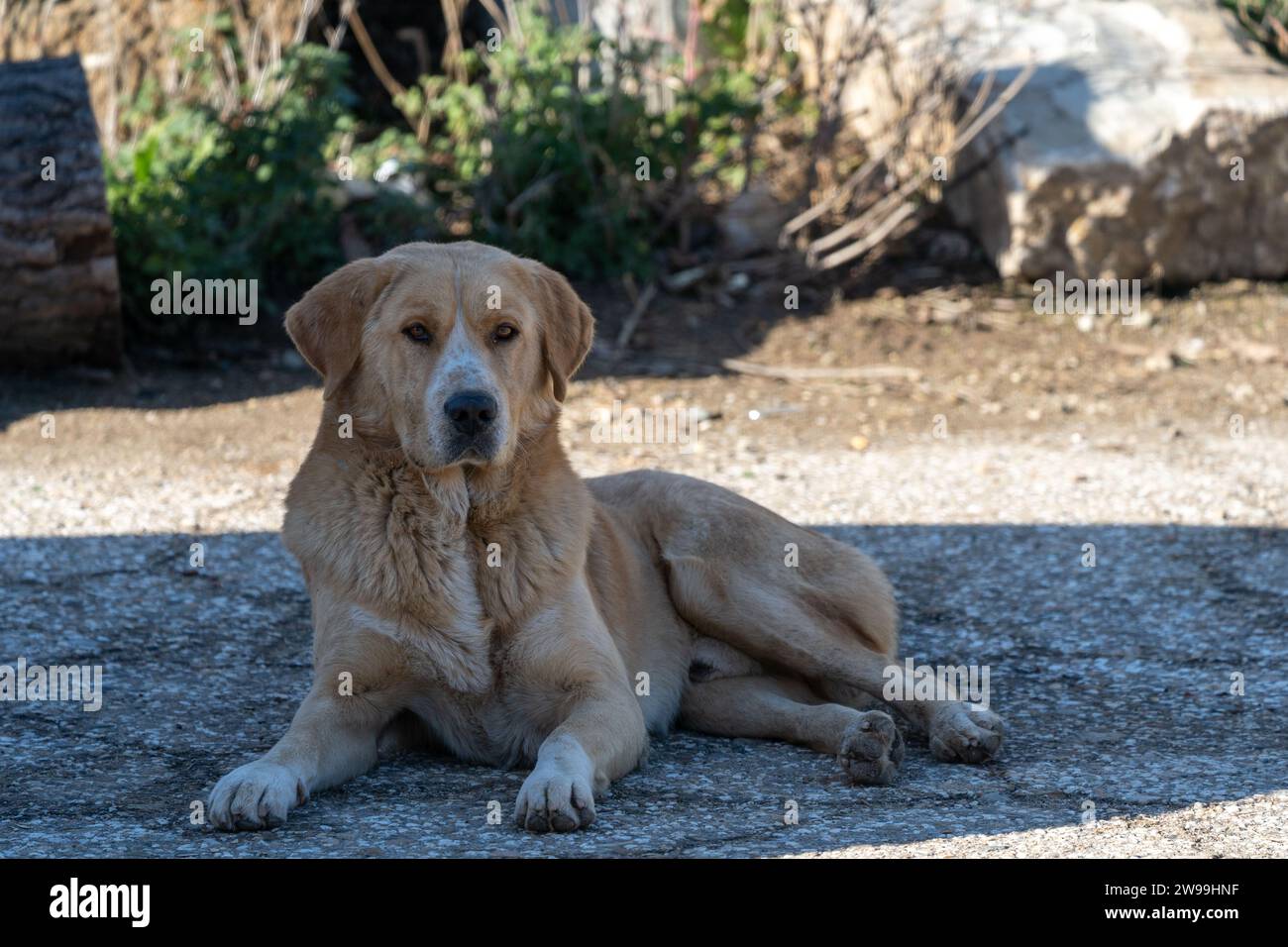 Grande cane marrone, steso per terra. Giornata di sole. Zampe. Razza mista. Foto Stock