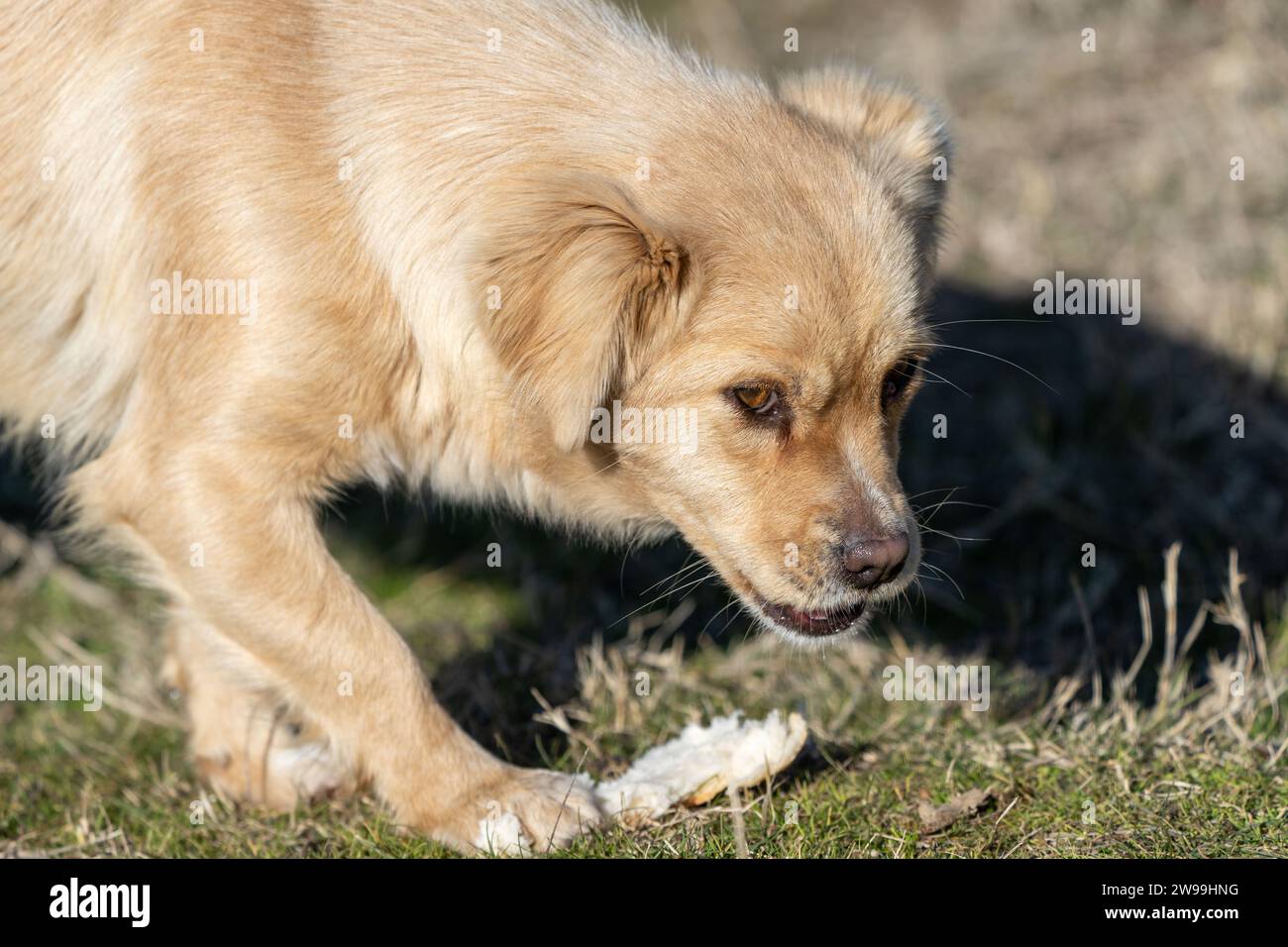 Ritratto del piccolo cucciolo affamato che mangia pane nella natura. Campo d'erba. Cane randagio. Razza mista. Foto Stock