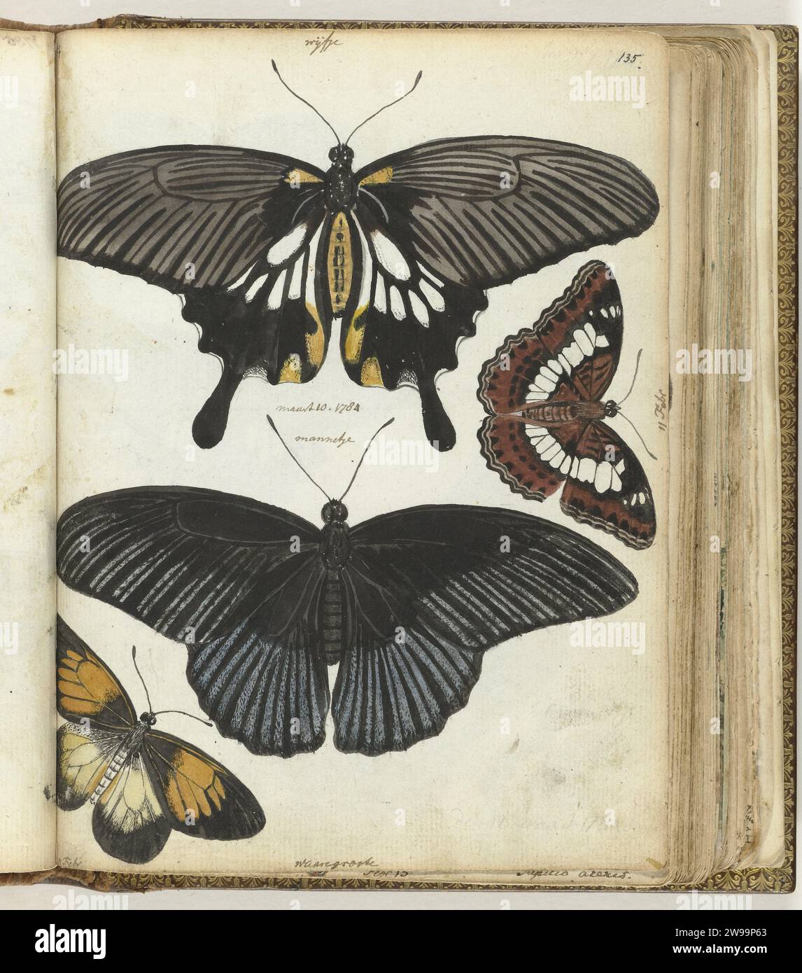 Farfalle di Giava, Jan Brandes, 1784 disegno a colori di una grande farfalla giavanese (maschio e femmina) a grandezza naturale e di altre due farfalle giavesi. Con iscrizione. Parte del libro degli schizzi di Jan Brandes, dl. 1 (1808), pag. 135. Giornale di Giacarta. matita. acquerello pennello insetti: Farfalla Java Foto Stock