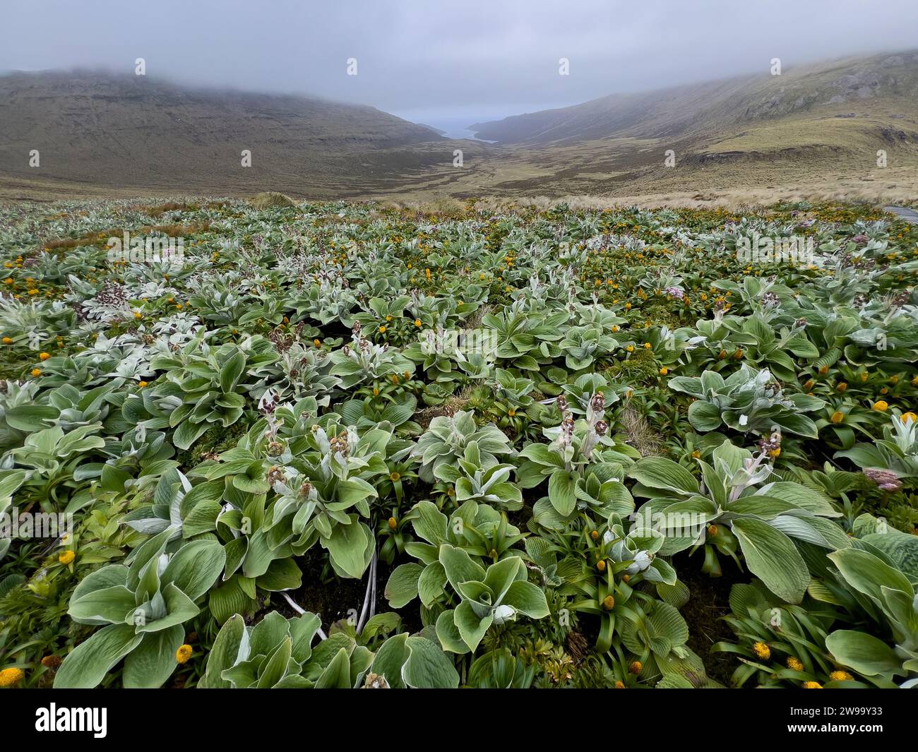 Escursioni con fiori di megaherb su Campbell Island, isole subantartiche della nuova Zelanda Foto Stock