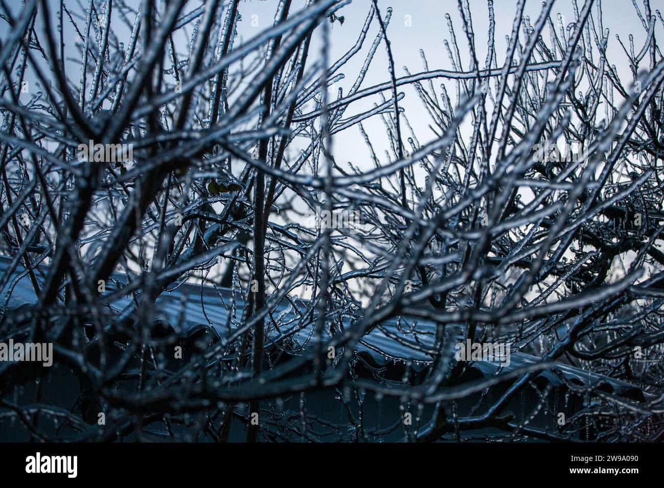 Glassa nel mondo delle diramazioni con lunghi aghi verdi ricoperti da un sottile strato di ghiaccio in una giornata invernale. Foto Stock