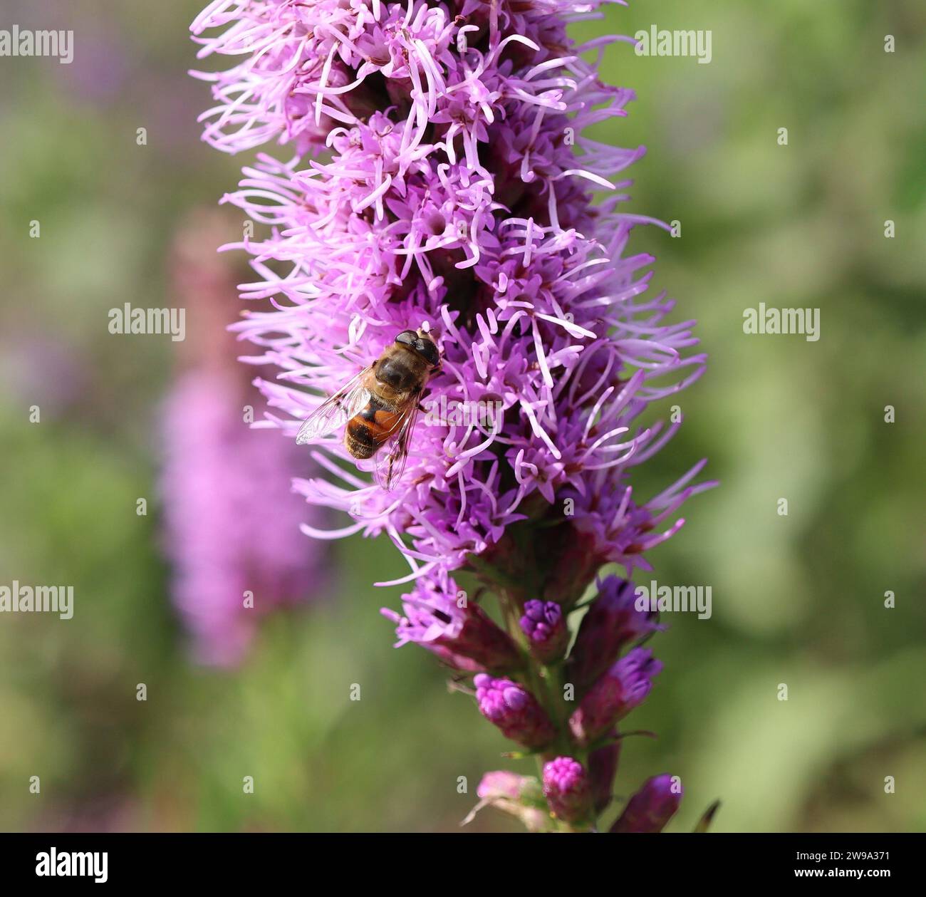 Foraggiando l'ape sul fiore di liatris Foto Stock