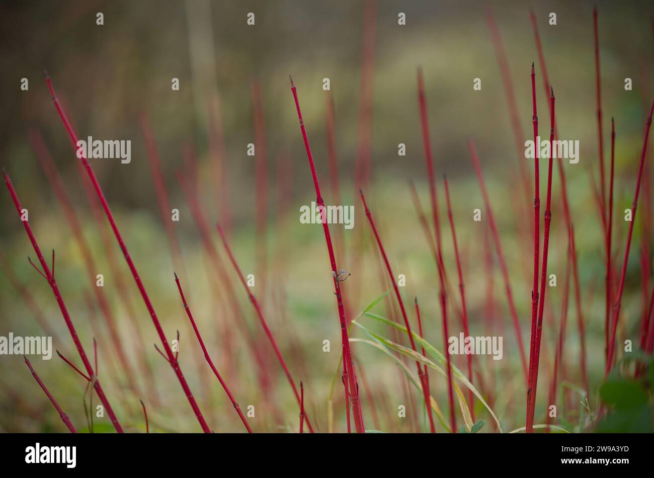 vista ravvicinata dei rami di salice rosso su uno sfondo verdastro sfocato Foto Stock