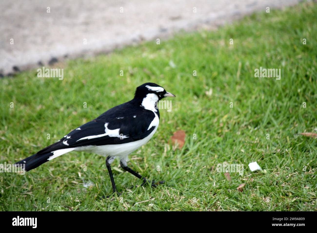 Magpie-lark maschio (Grallina cyanoleuca) in cerca di larve nell'erba verde : (Pix Sanjiv Shukla) Foto Stock