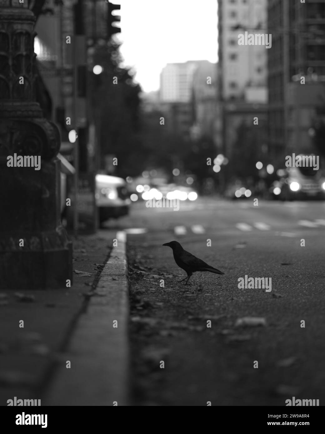 Una scala di grigi di un corvo arroccato sulla strada a Seattle, Washington, Stati Uniti Foto Stock