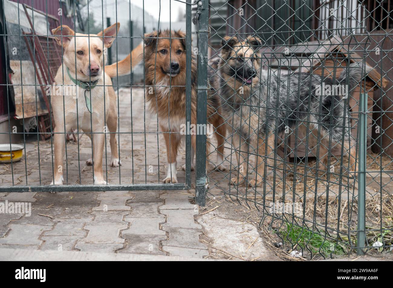 Cani in attesa di adozione in un rifugio per animali. Cani senzatetto nel rifugio. Concetto di animali randagi. Foto Stock