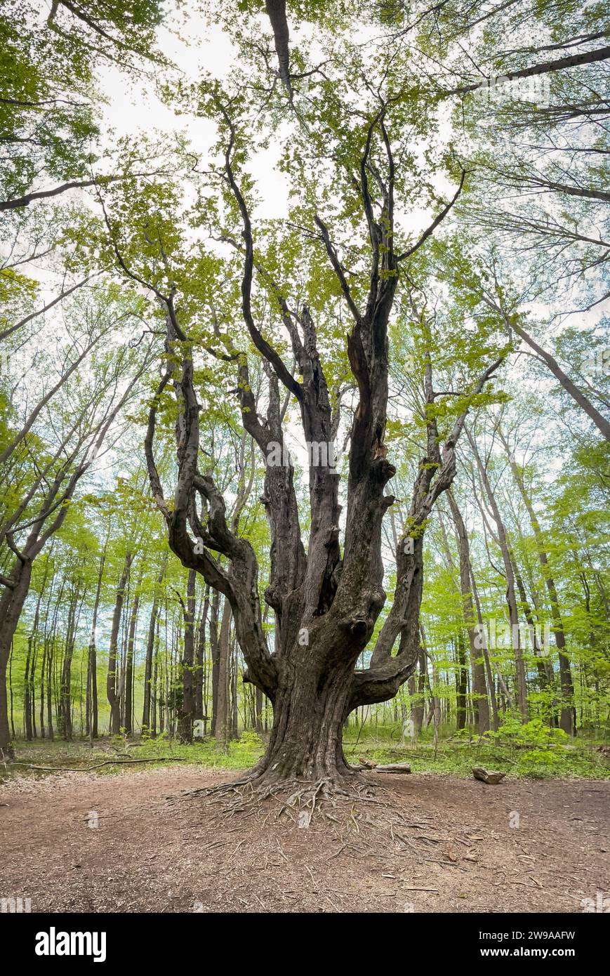 Asbury Woods, riserva naturale in Pennsylvania Foto Stock