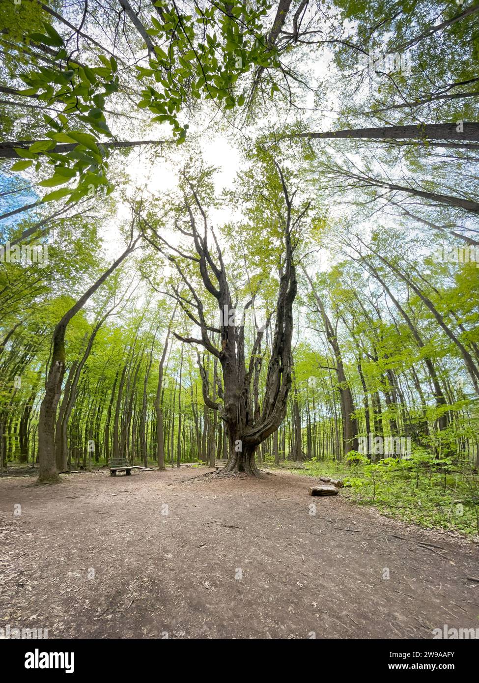 Asbury Woods, riserva naturale in Pennsylvania Foto Stock