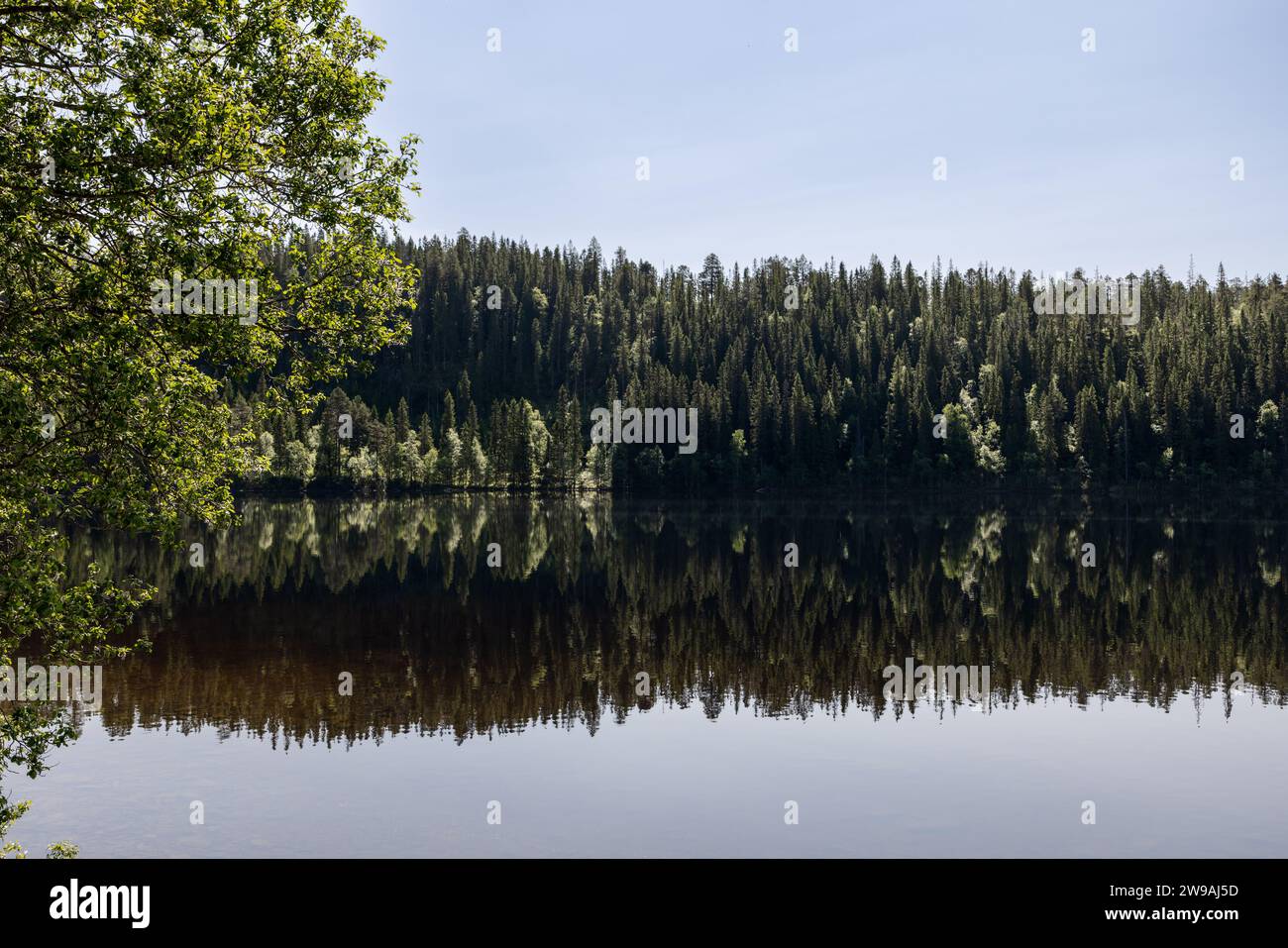 Vista panoramica estiva di Snasavatnet a Steinkjer, Norvegia, dove le densamente boscose sponde si riflettono splendidamente nelle calme e limpide acque del lago Foto Stock