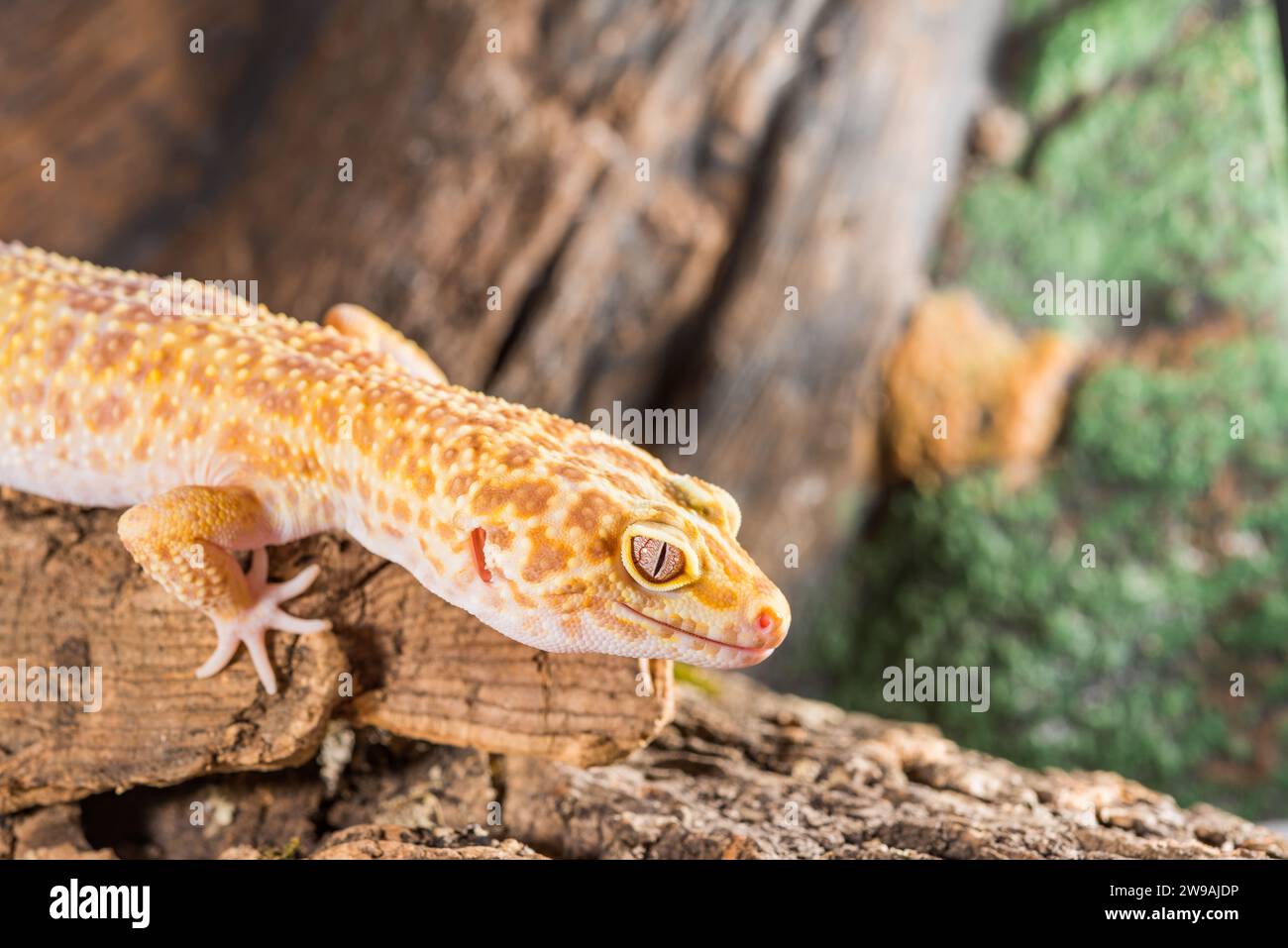 Ritratto del geco leopardo. Eublepharis macularius isolato su uno sfondo di legno. Foto Stock