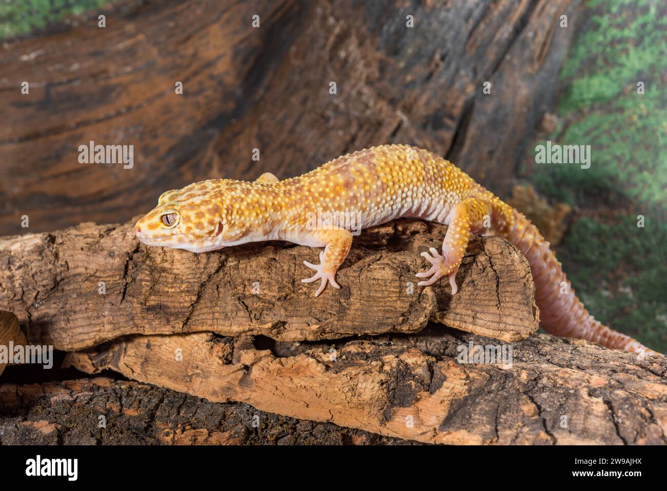 Eublepharis macularius. geco leopardo isolato su uno sfondo di legno. Foto Stock