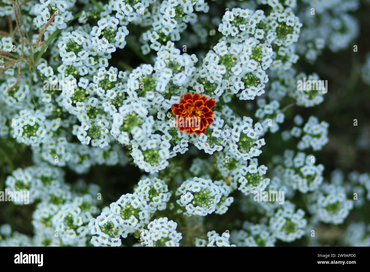 Il giovane fiore ( Lobularia maritima ) , i cui amici la informarono giocosamente che avrebbe dovuto indossare un vestito rosso alla festa con un bianco Foto Stock