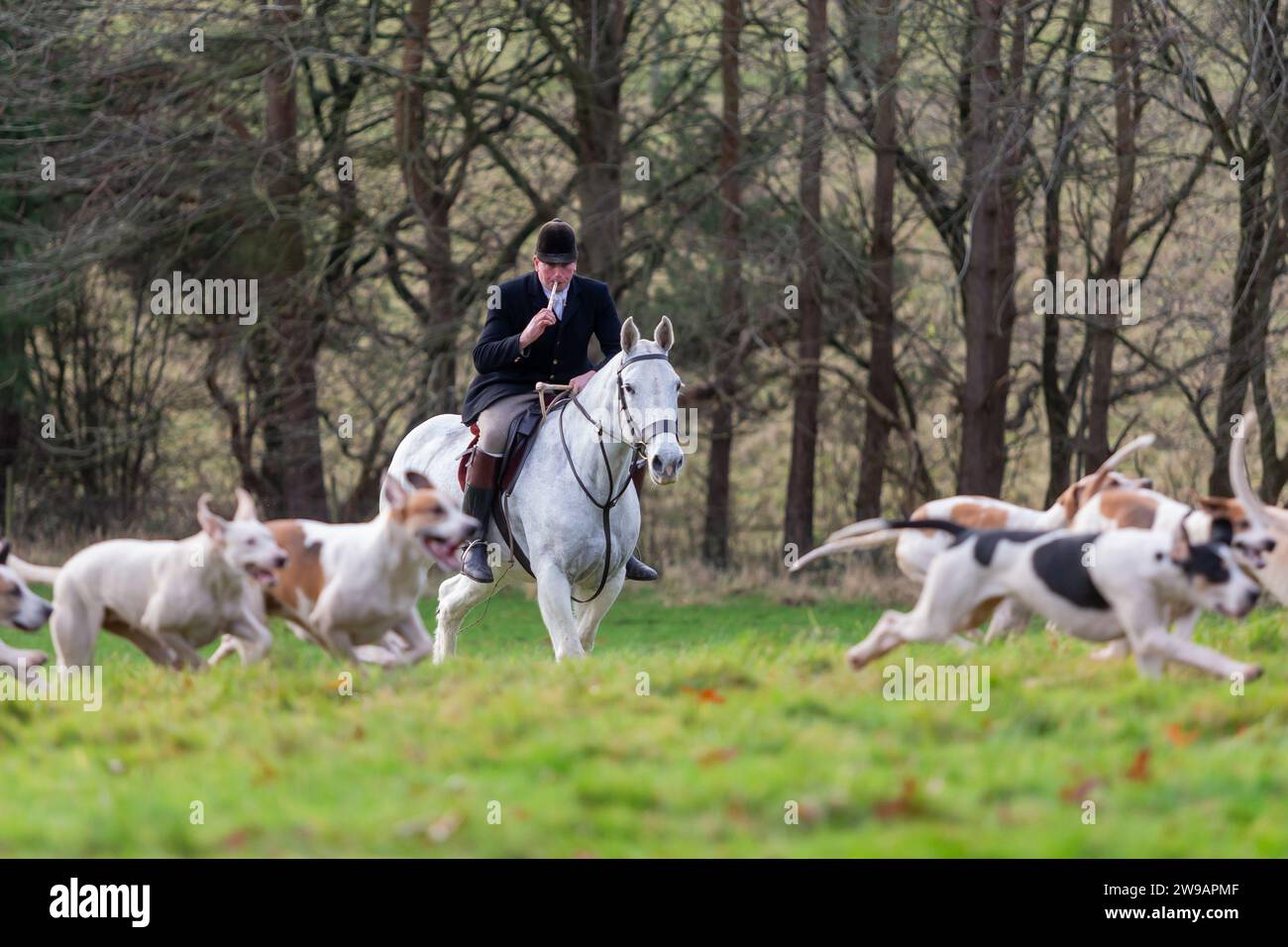 Hagley, Worcestershire, Regno Unito. 26 dicembre 2023. Il Master of the Hounds si esibisce in campo con i cani al Boxing Day di Albrighton and Woodland Hunt Meet a Hagley Hall, Worcestershire. Crediti: Peter Lopeman/Alamy Live News Foto Stock