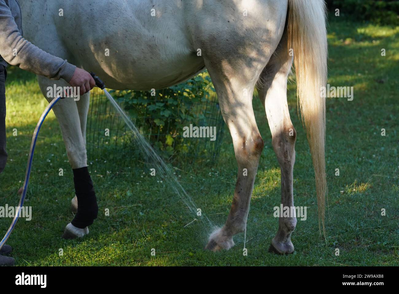 Il proprietario si lava il cavallo con il tubo, spruzzava acqua sul piede e lo zoccolo dell'animale. Foto Stock