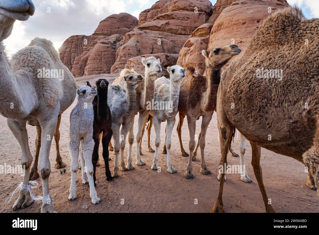 Gruppo di cammelli con i loro piccoli vitelli che camminano nel deserto di Wadi Rum, dettaglio grandangolare closeup. Foto Stock