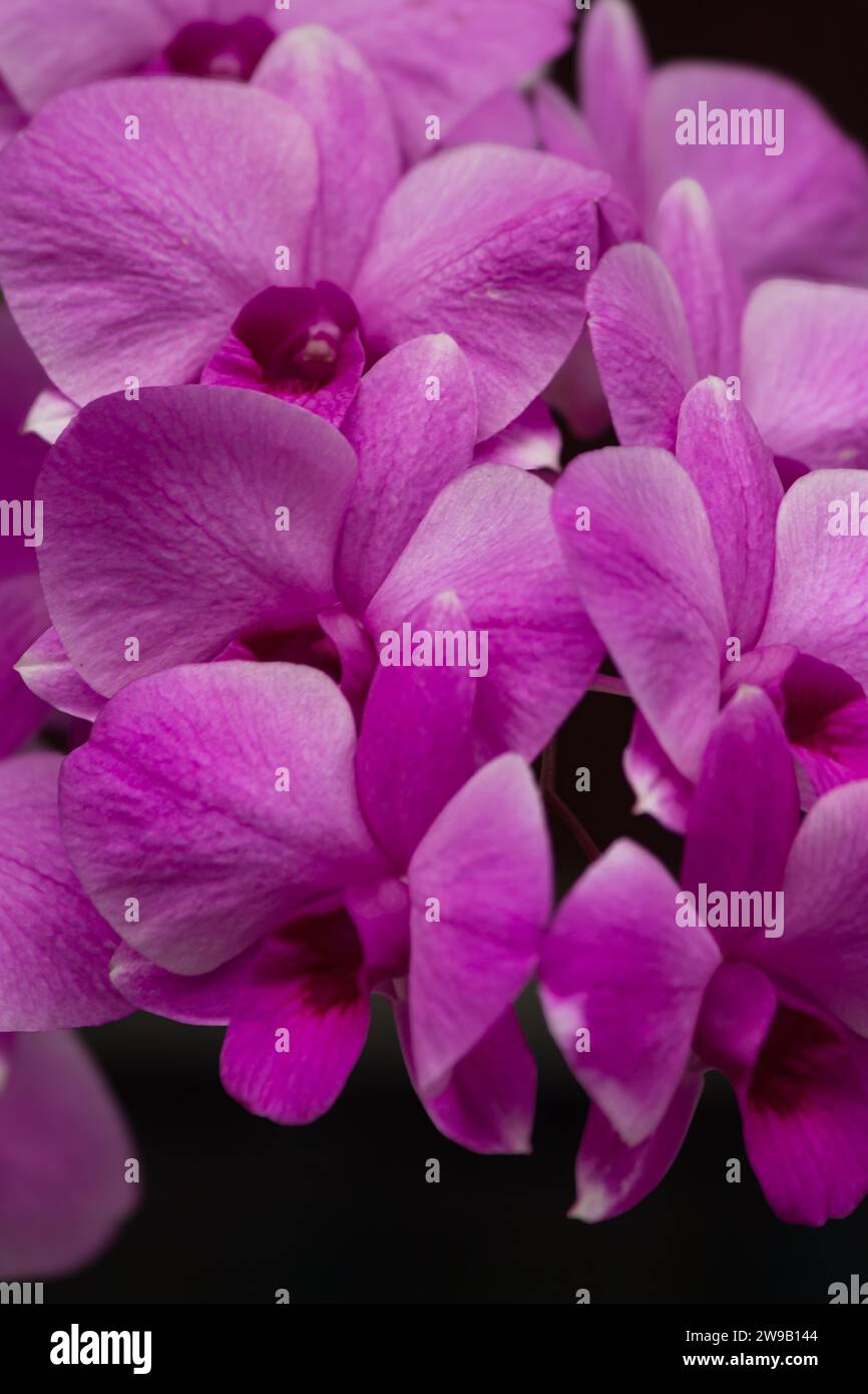 Set di immagini macro di orchidee viola Foto Stock