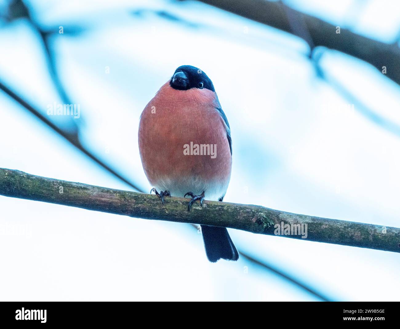 Bullfinch eurasiatico maschile (Pyrrhula pyrrrhula) in inverno, Livingston, West Lothian, Scozia. Foto Stock
