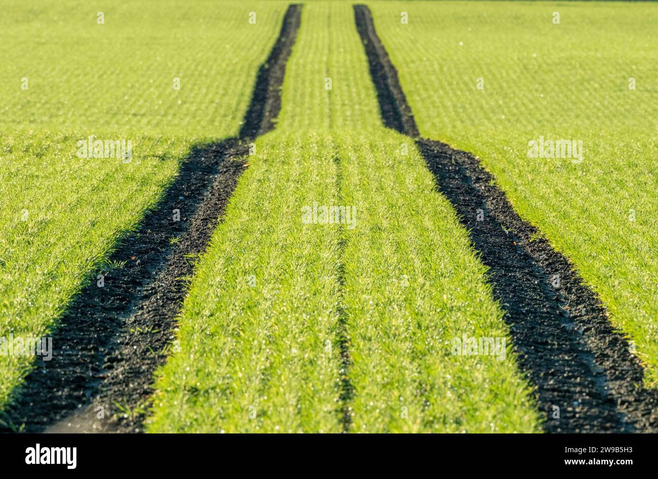 Il trattore cinge in un campo coltivato con un raccolto primaverile, West Lothian, Scozia Foto Stock